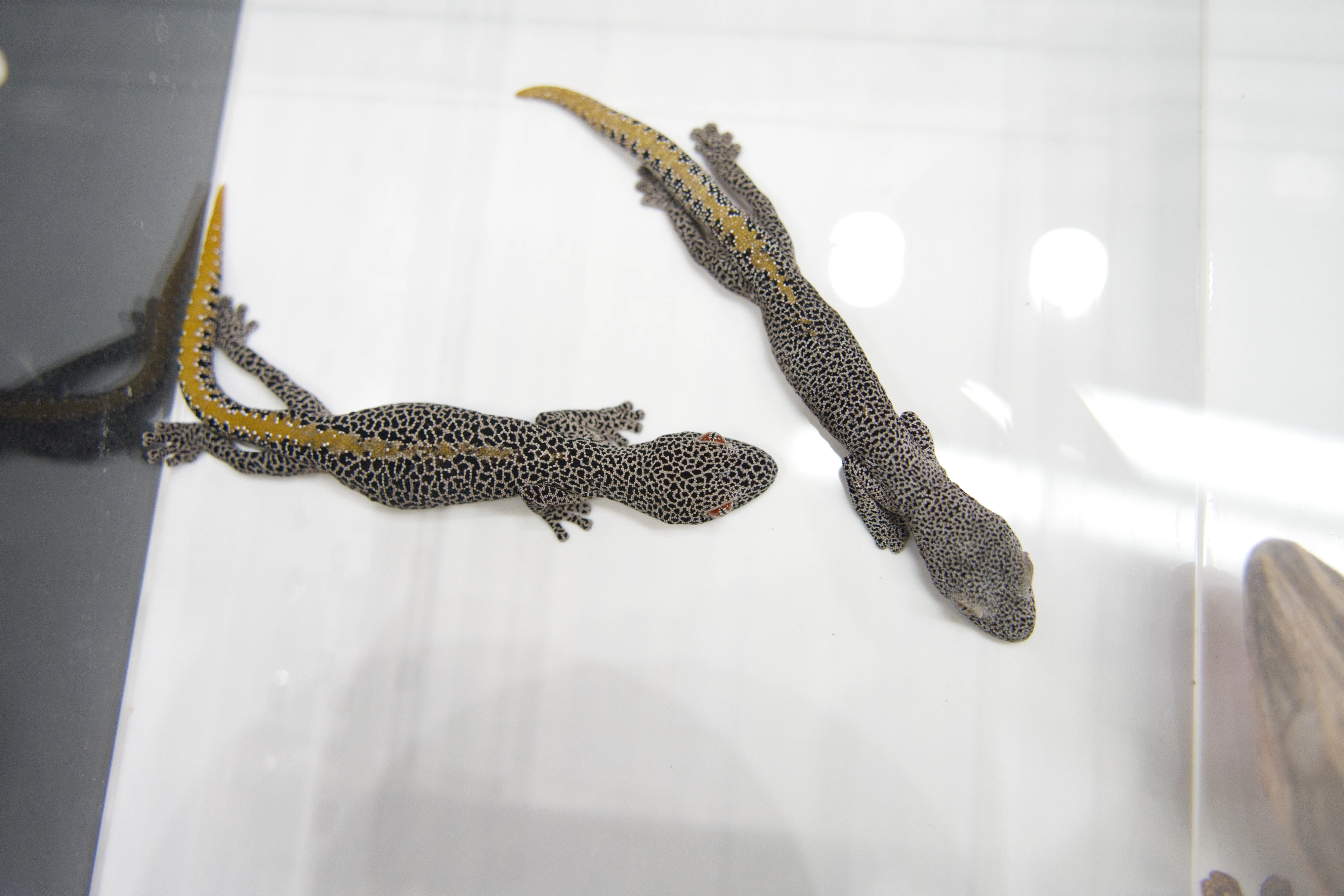 DC Inside 이미지 19