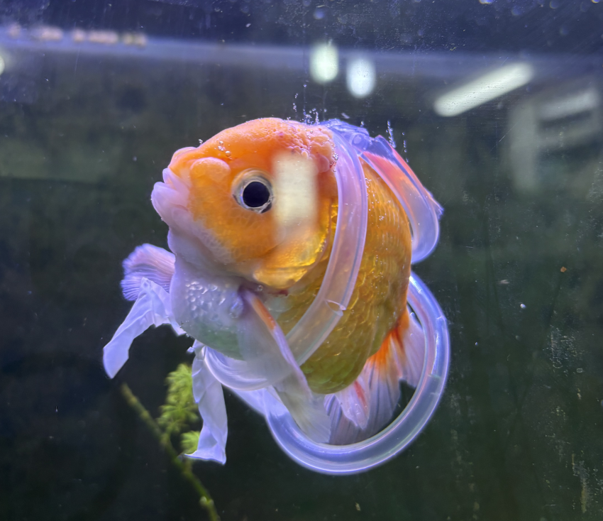 DC Inside 이미지 9