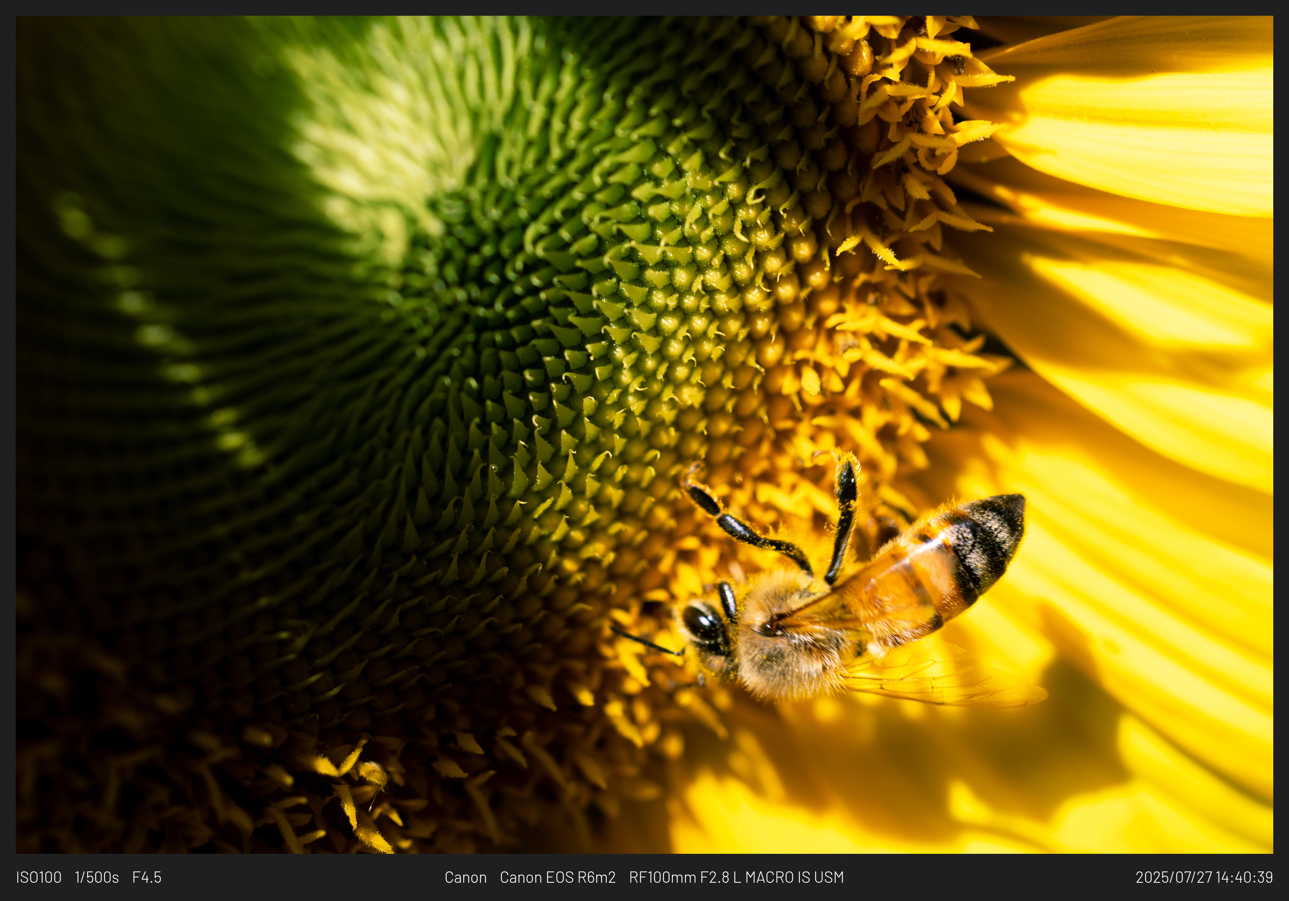 DC Inside 이미지 2