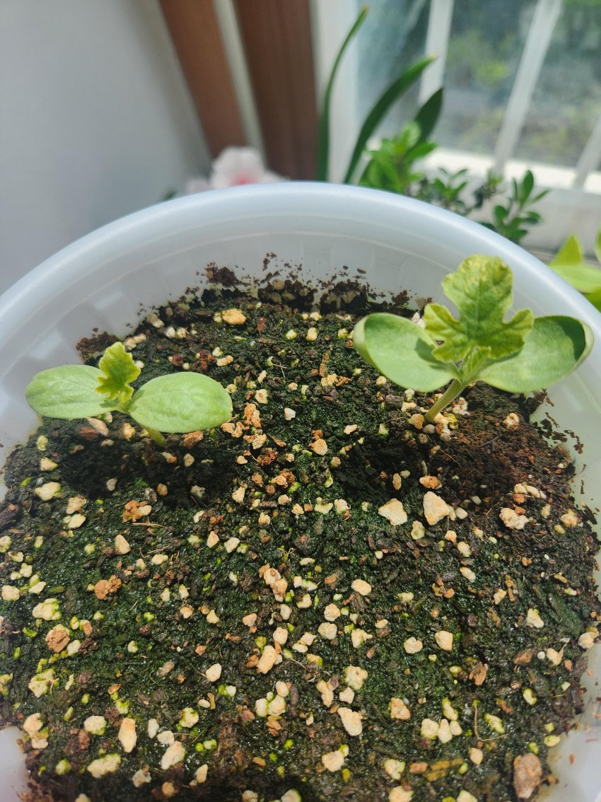 DC Inside 이미지 5