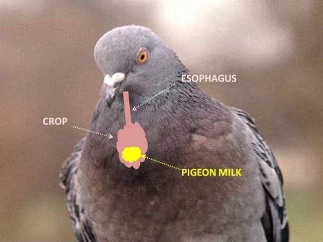 DC Inside 이미지 8