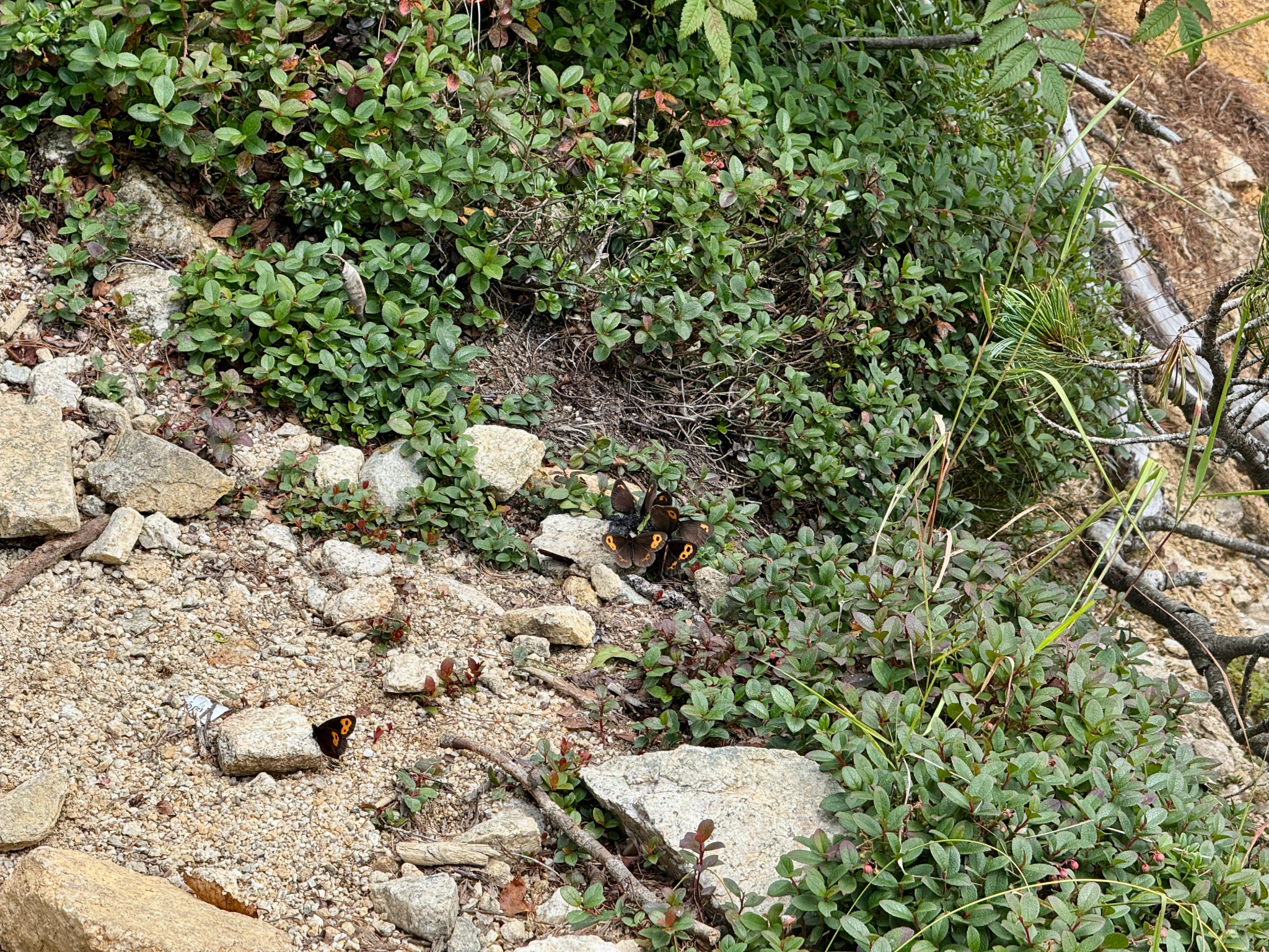 DC Inside 이미지 11