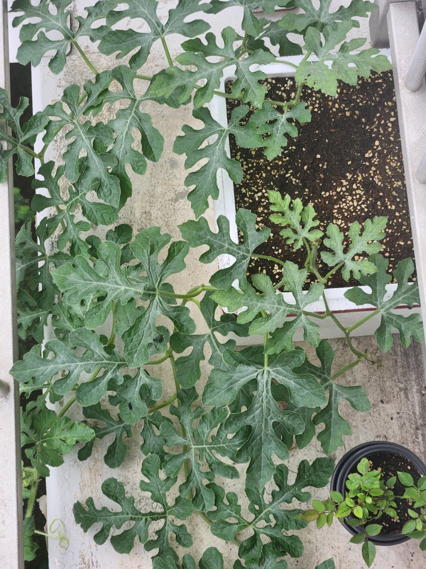 DC Inside 이미지 11