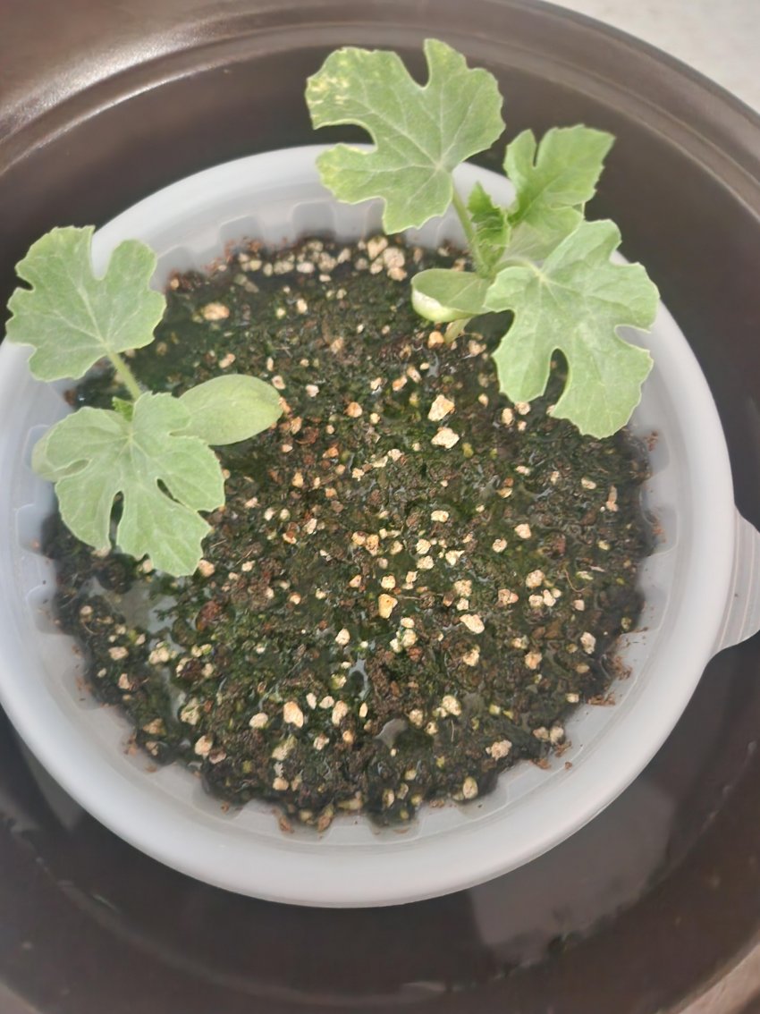 DC Inside 이미지 6