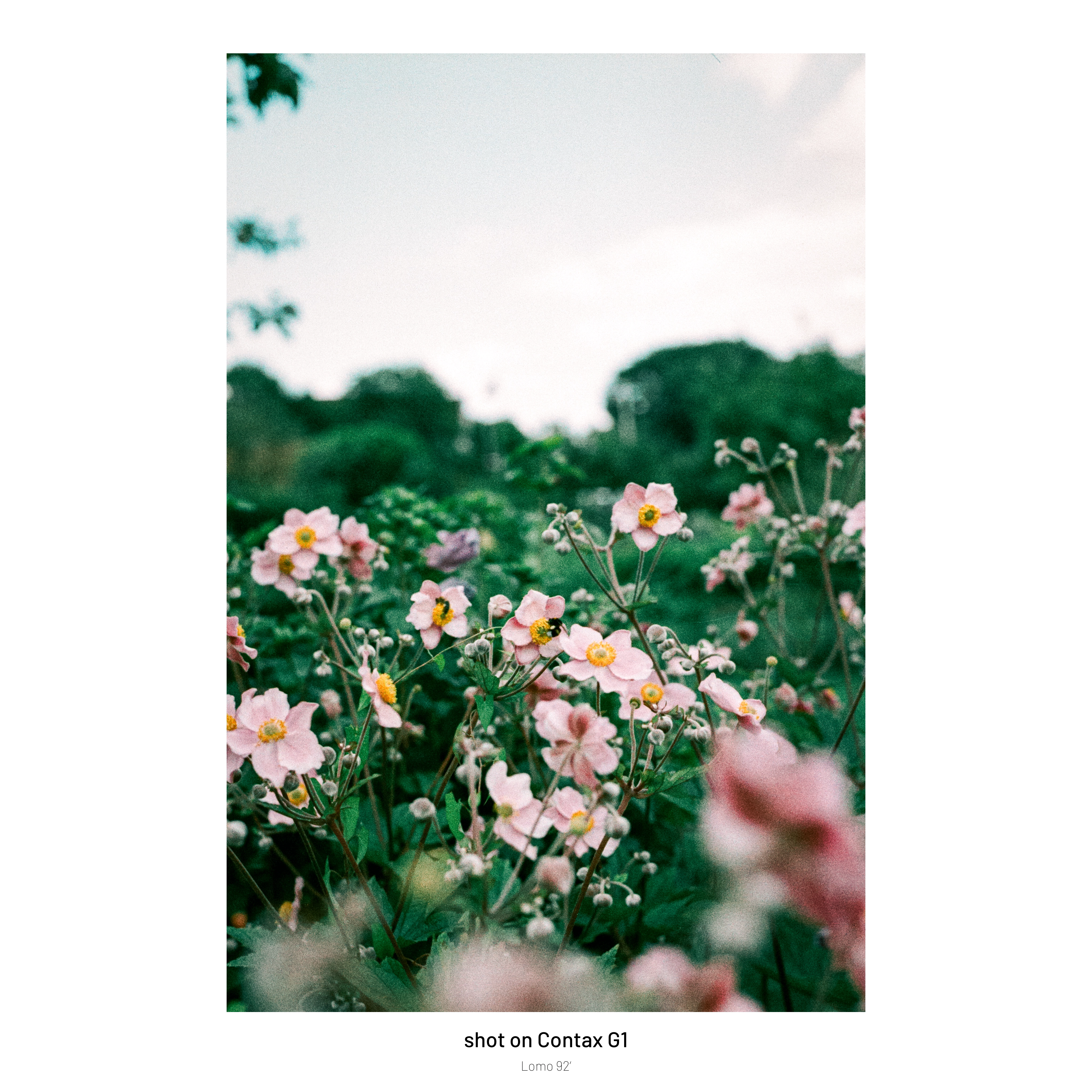 DC Inside 이미지 10