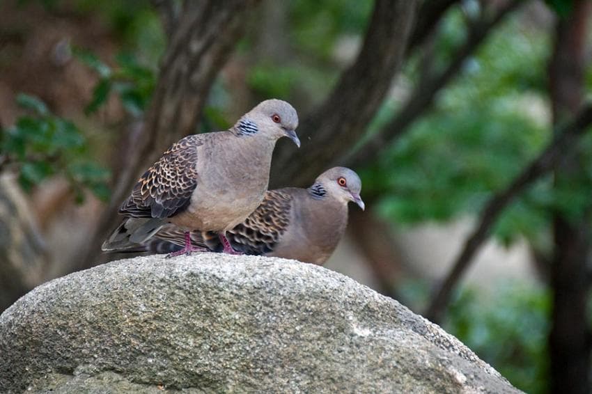 DC Inside 이미지 3