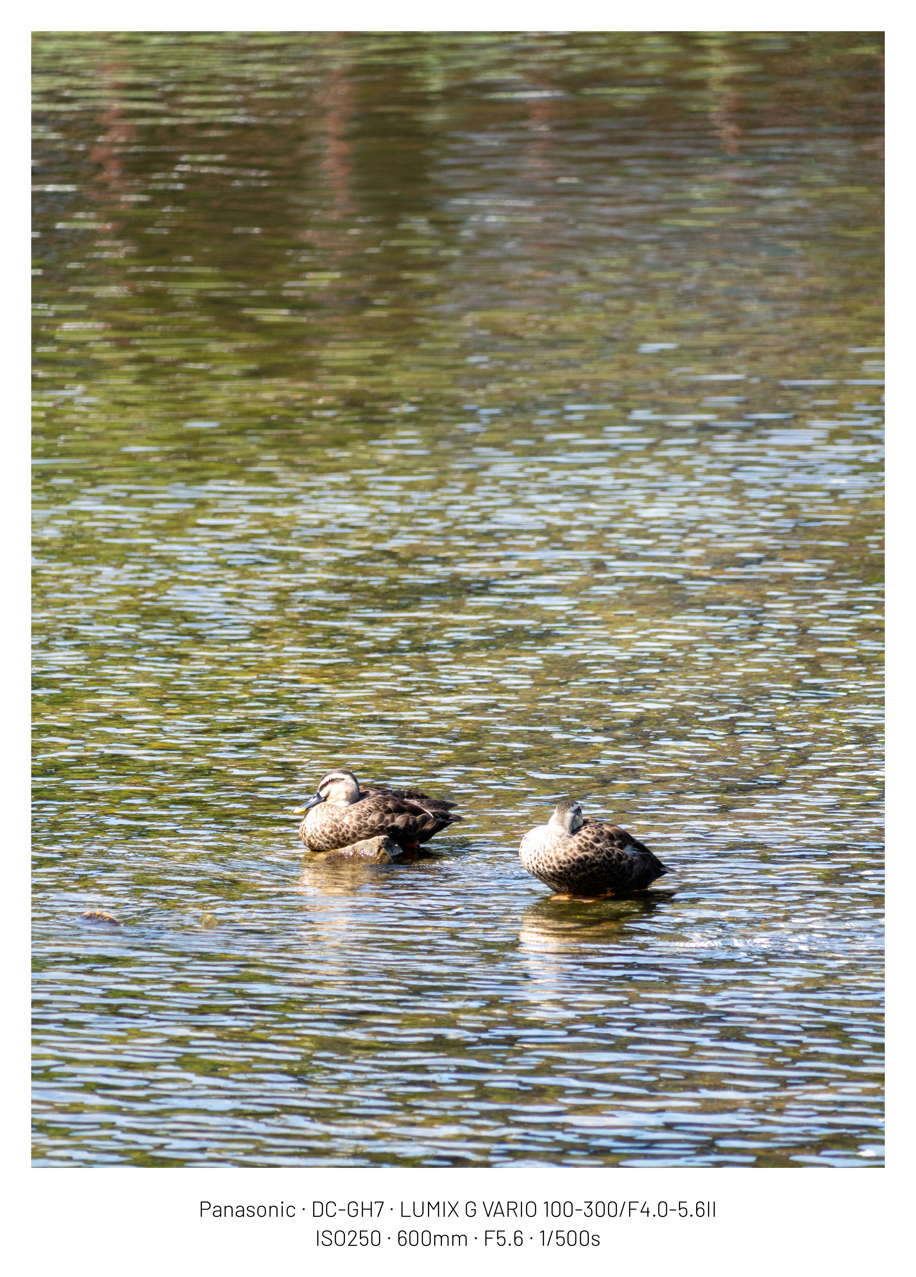 DC Inside 이미지 6