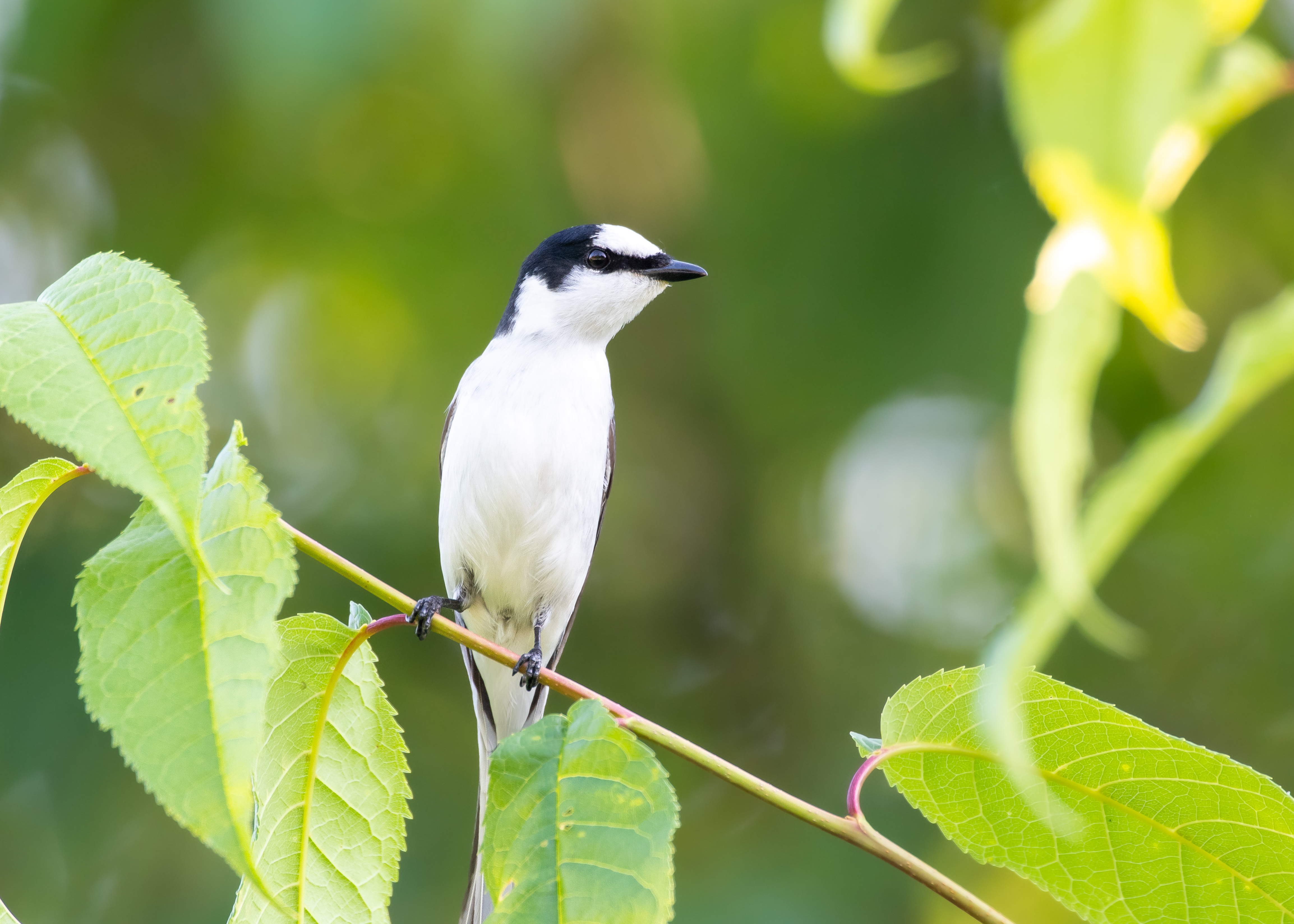 DC Inside 이미지 5