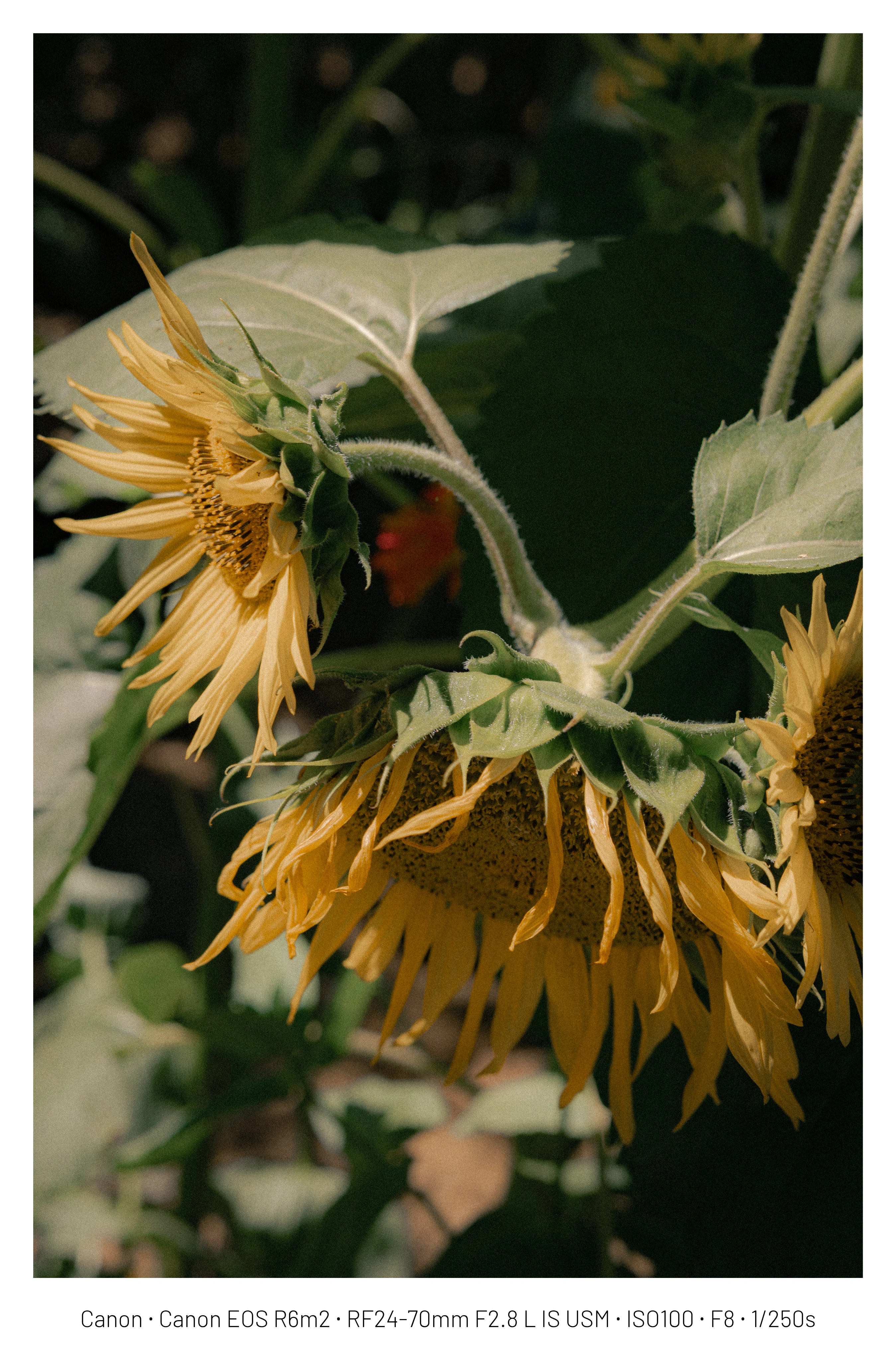 DC Inside 이미지 15