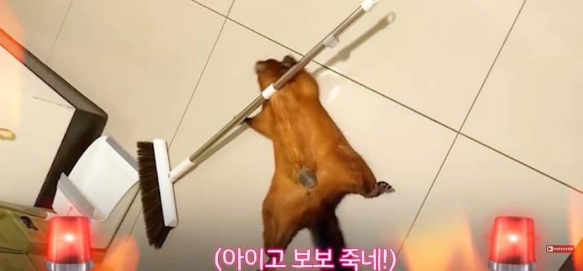 DC Inside 이미지 11
