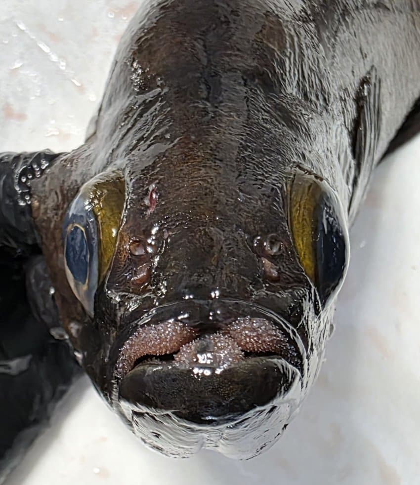 DC Inside 이미지 7