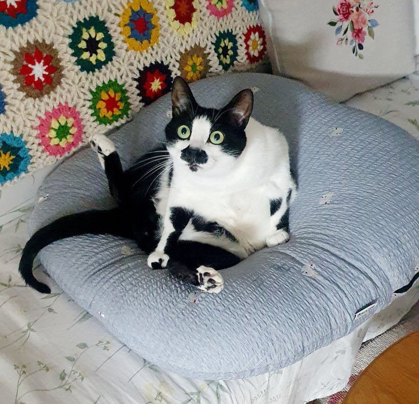 DC Inside 이미지 5