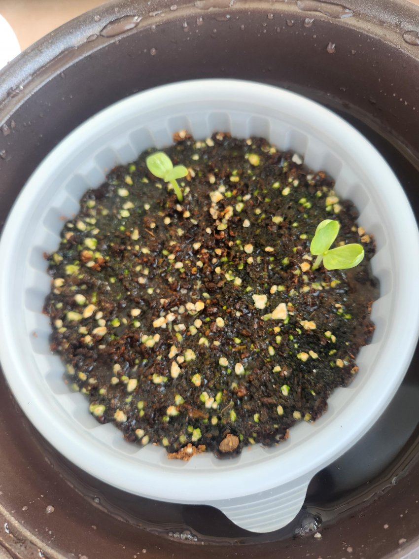 DC Inside 이미지 3