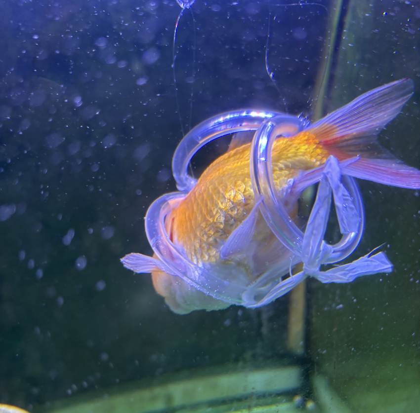 DC Inside 이미지 10