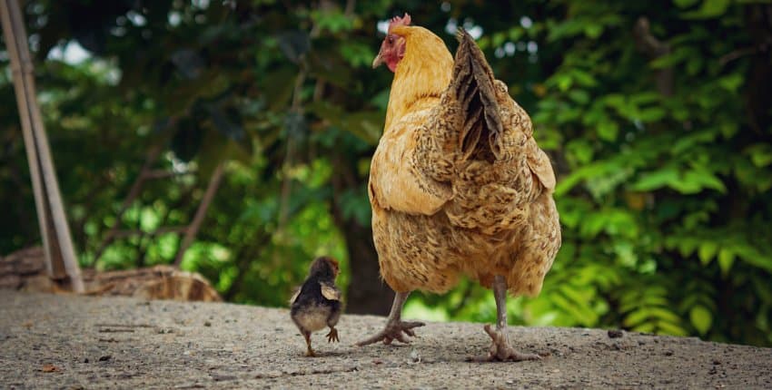 DC Inside 이미지 6