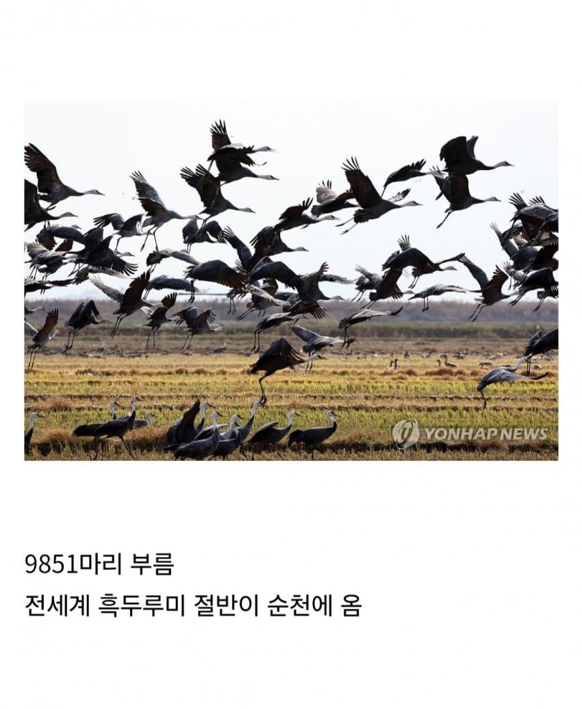 DC Inside 이미지 7