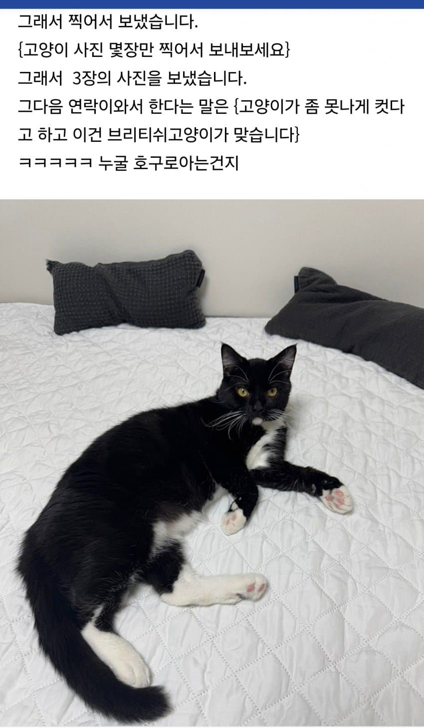 DC Inside 이미지 2