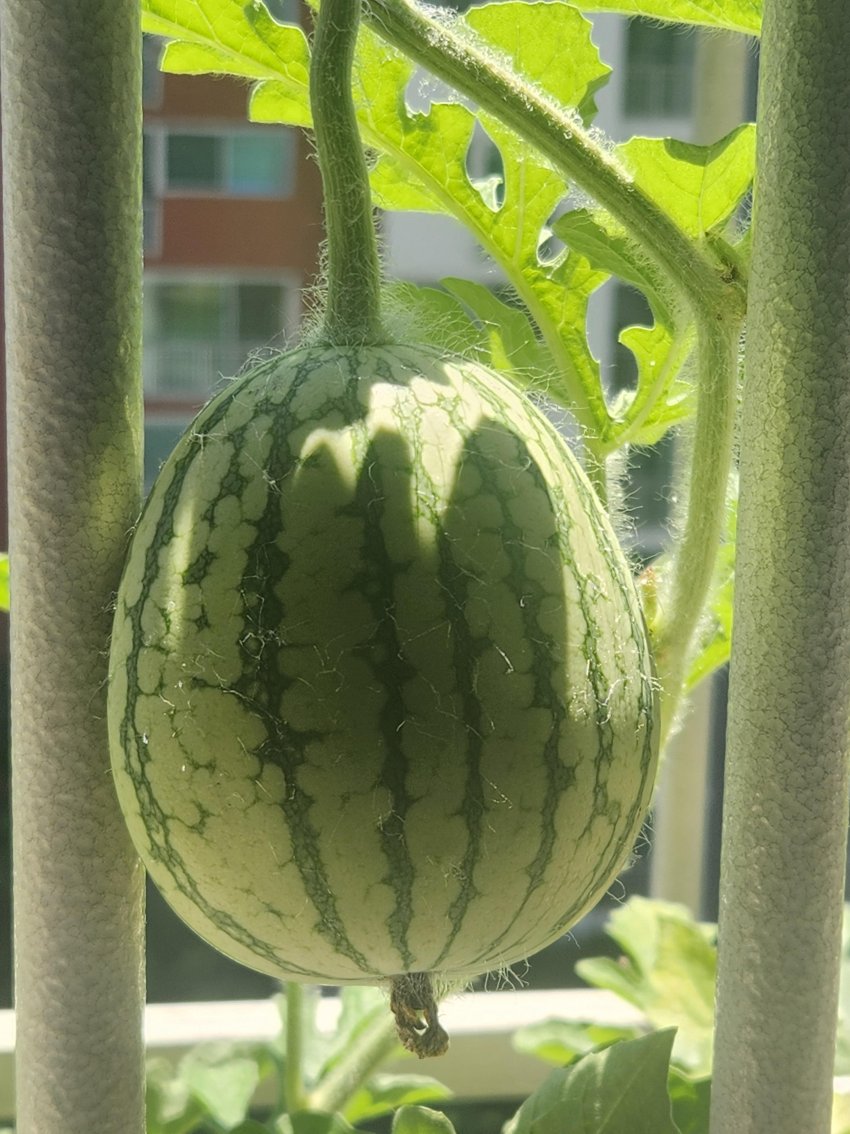 DC Inside 이미지 16