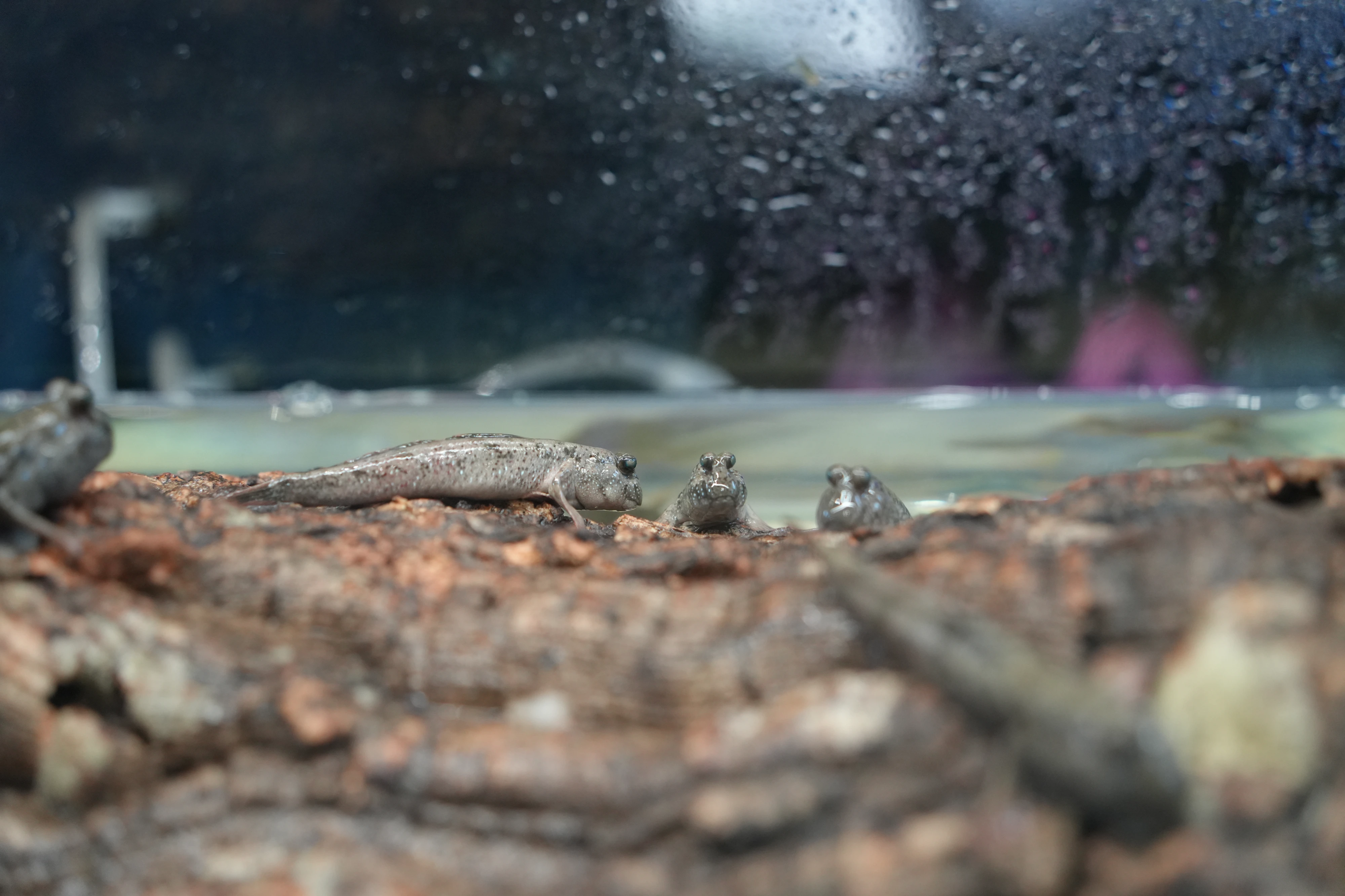 DC Inside 이미지 6