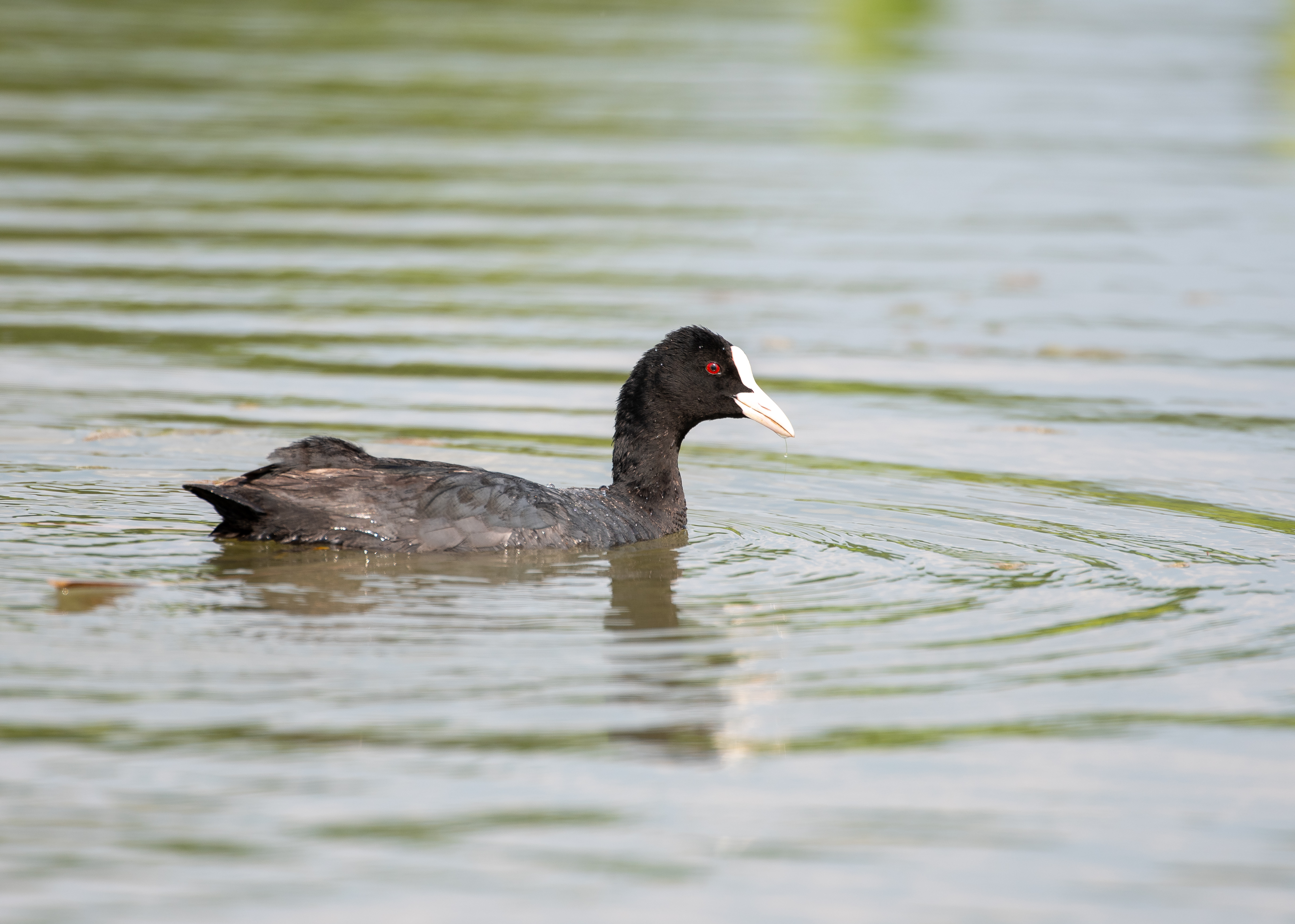 DC Inside 이미지 16