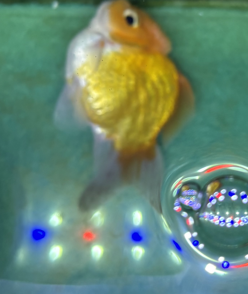 DC Inside 이미지 2