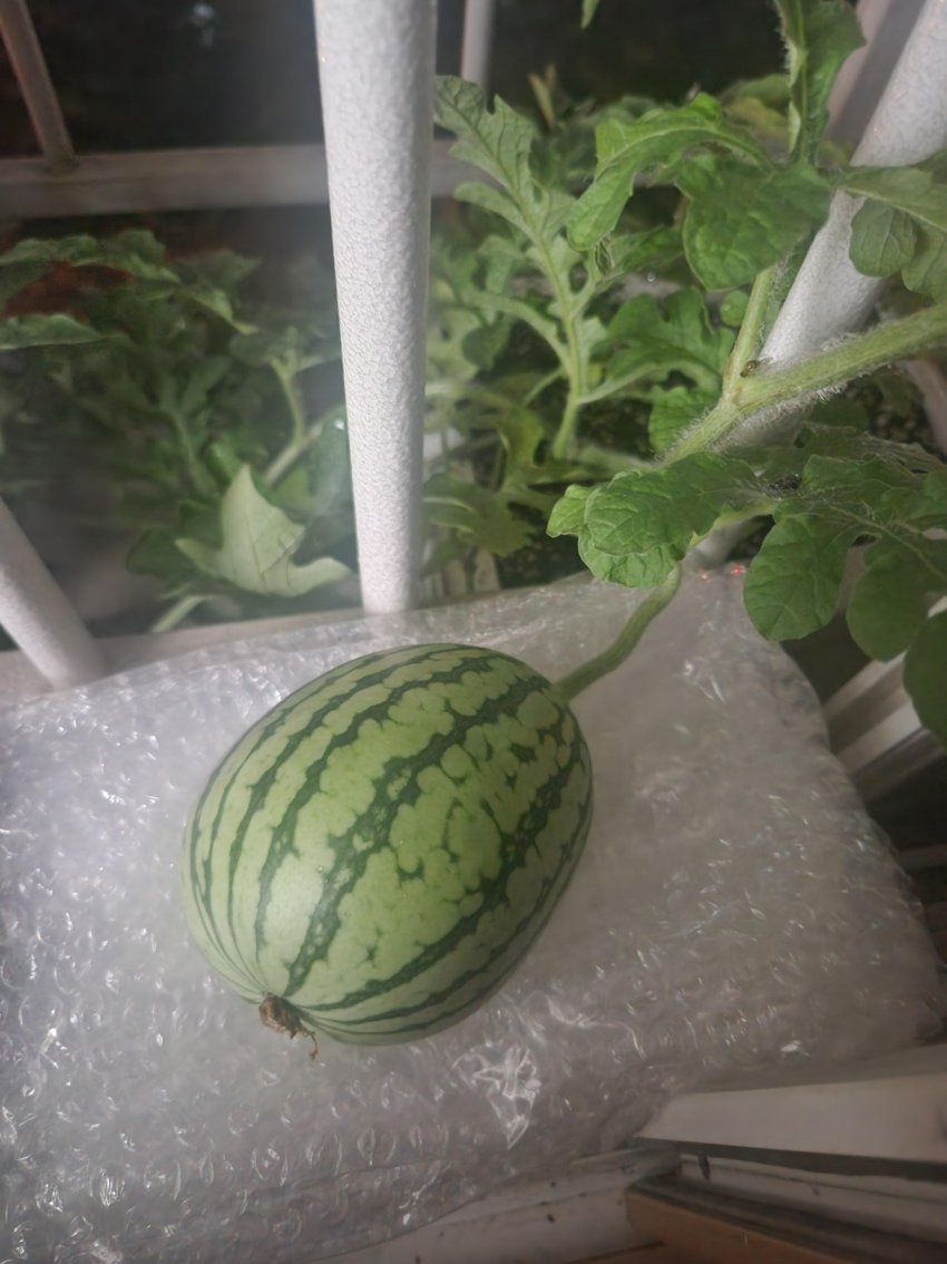 DC Inside 이미지 18