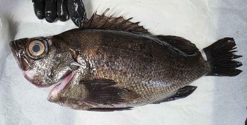 DC Inside 이미지 3