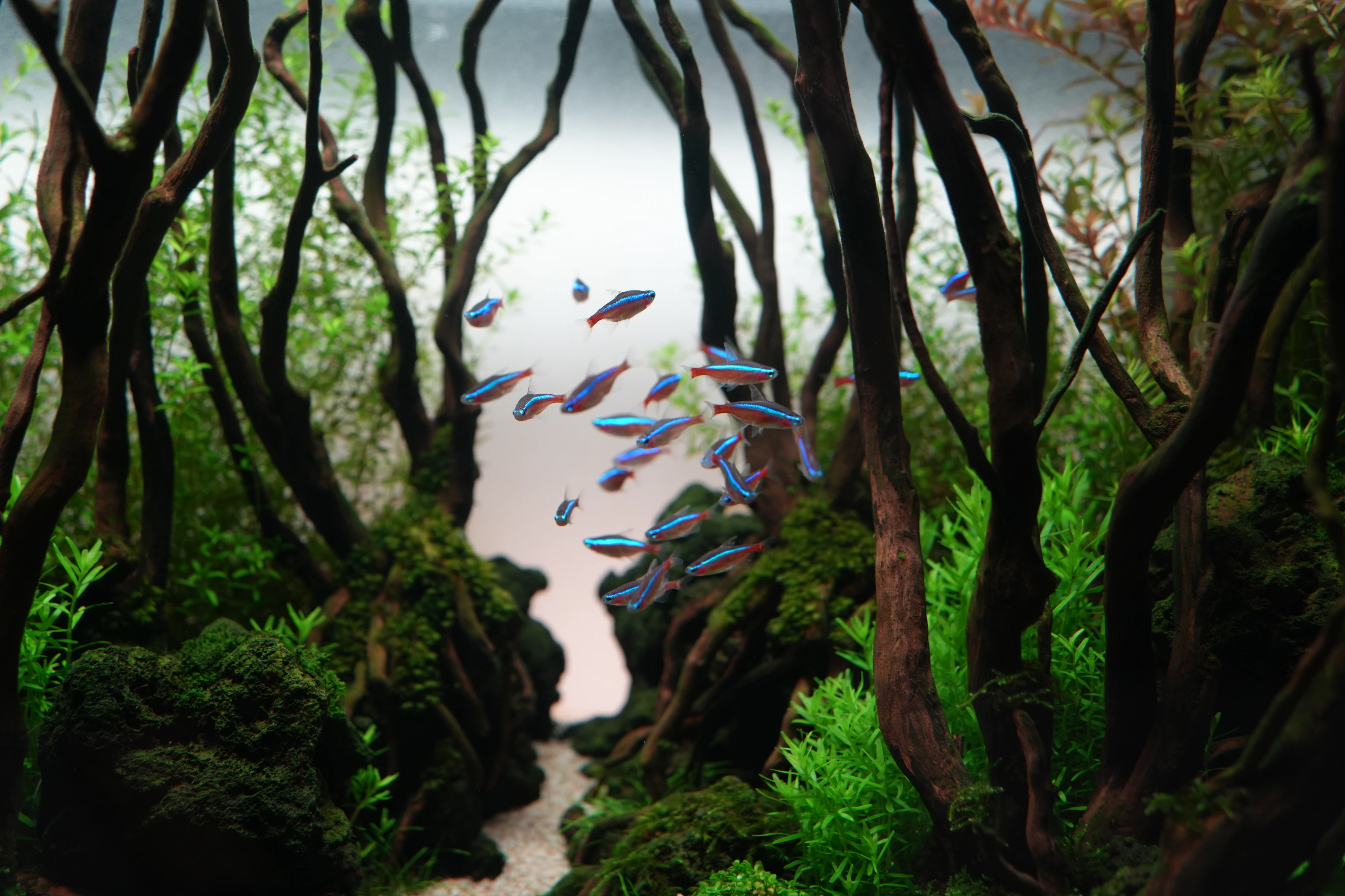 DC Inside 이미지 9