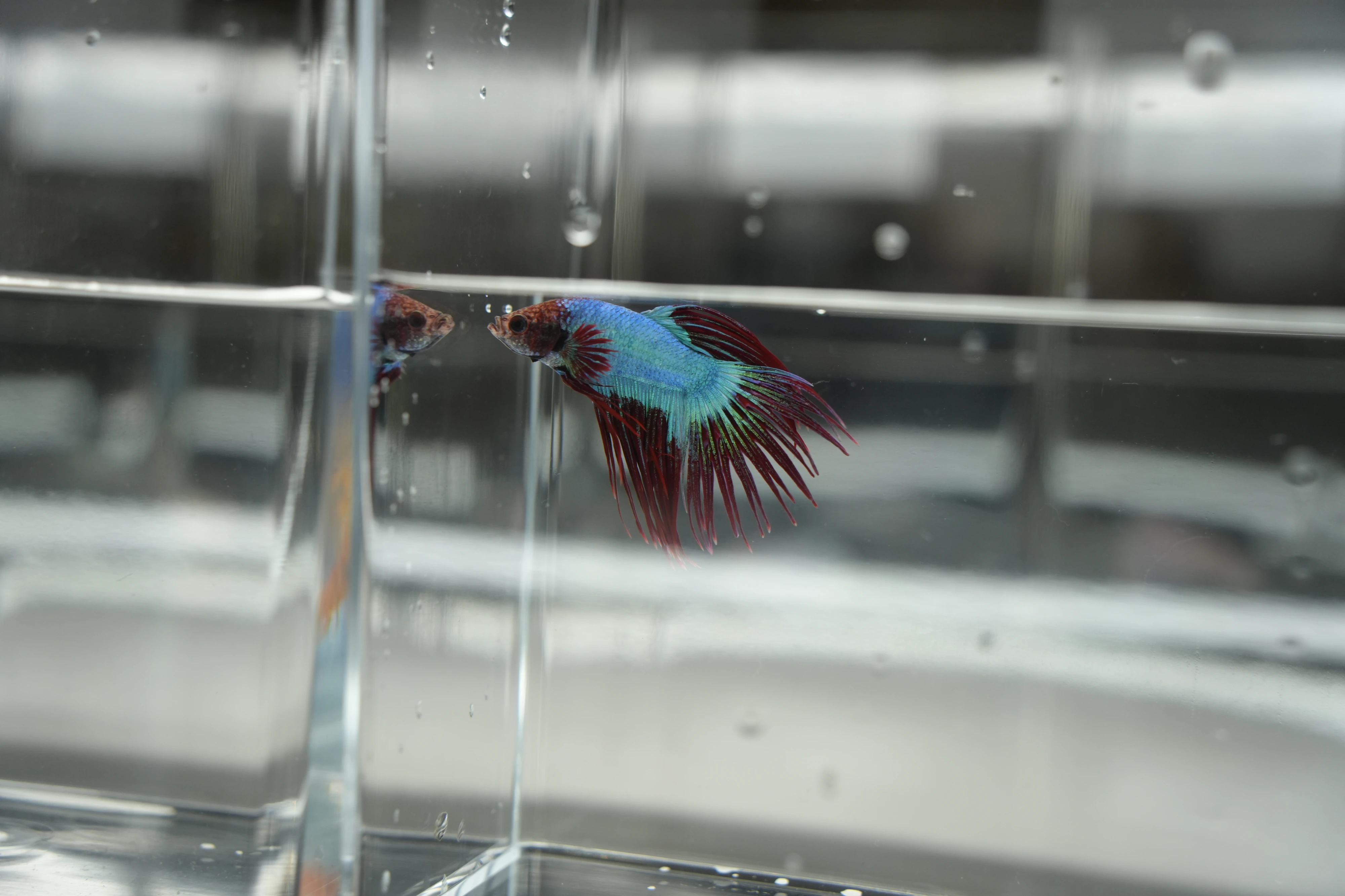 DC Inside 이미지 10