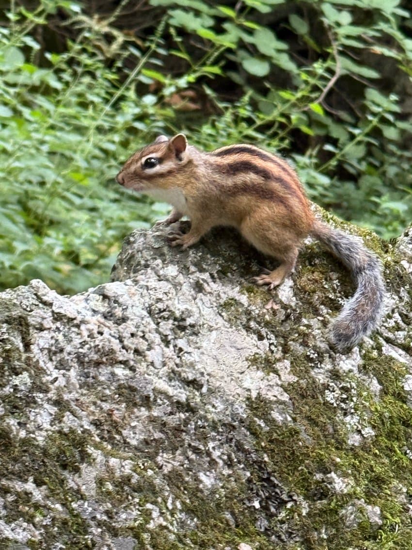 DC Inside 이미지 7