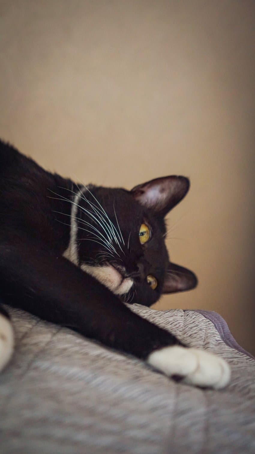 DC Inside 이미지 1