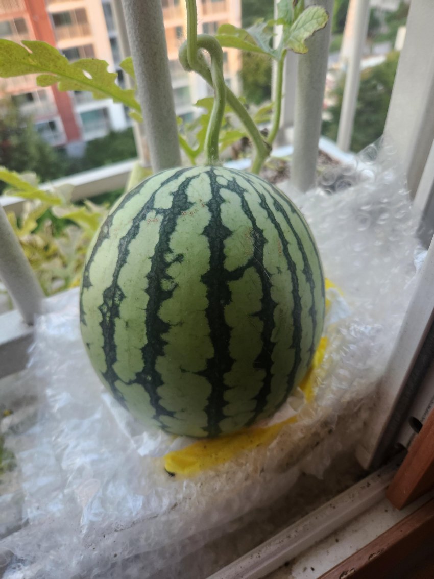 DC Inside 이미지 19