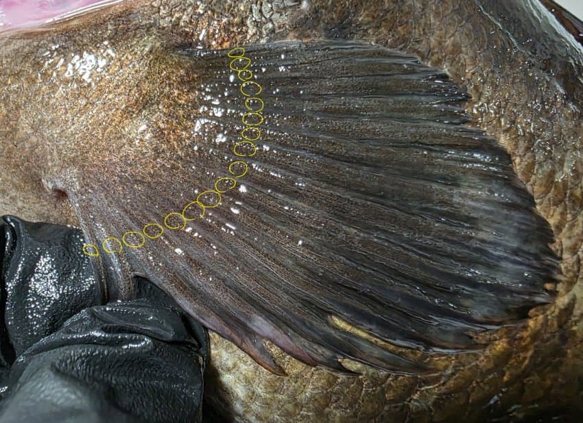 DC Inside 이미지 8