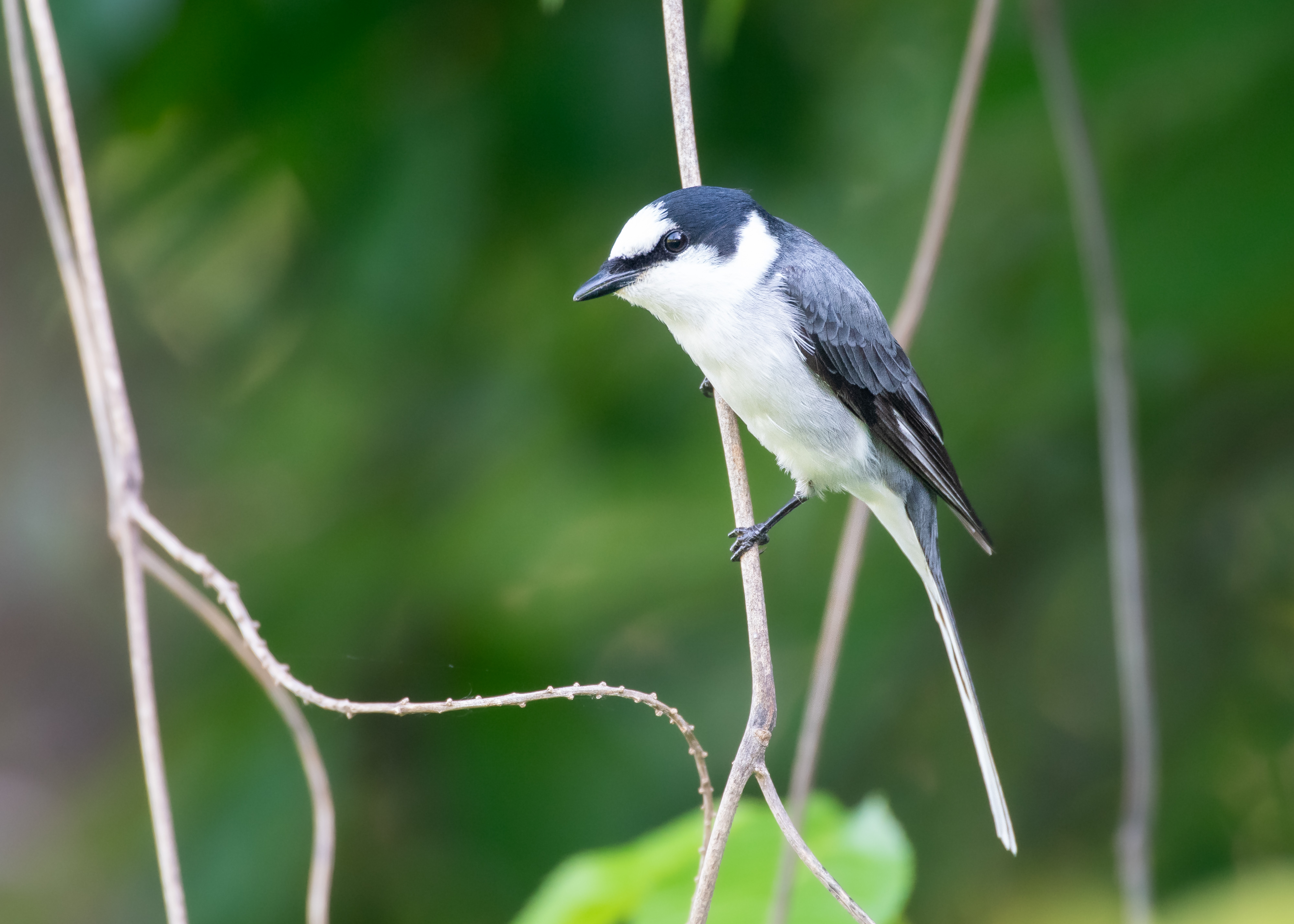 DC Inside 이미지 3