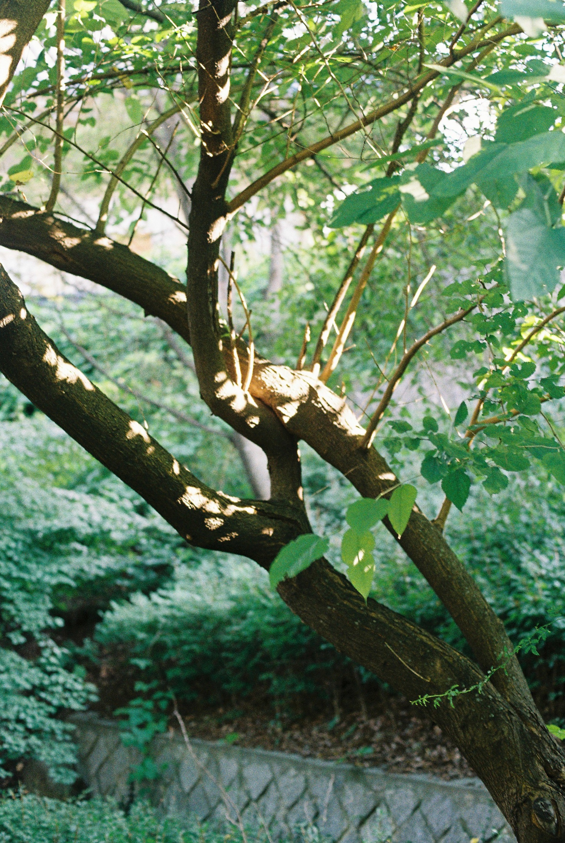 DC Inside 이미지 8