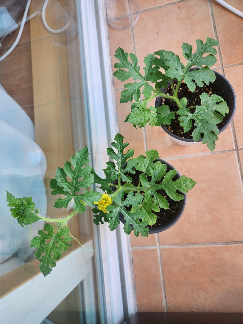 DC Inside 이미지 8