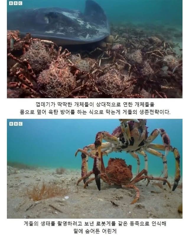 DC Inside 이미지 2