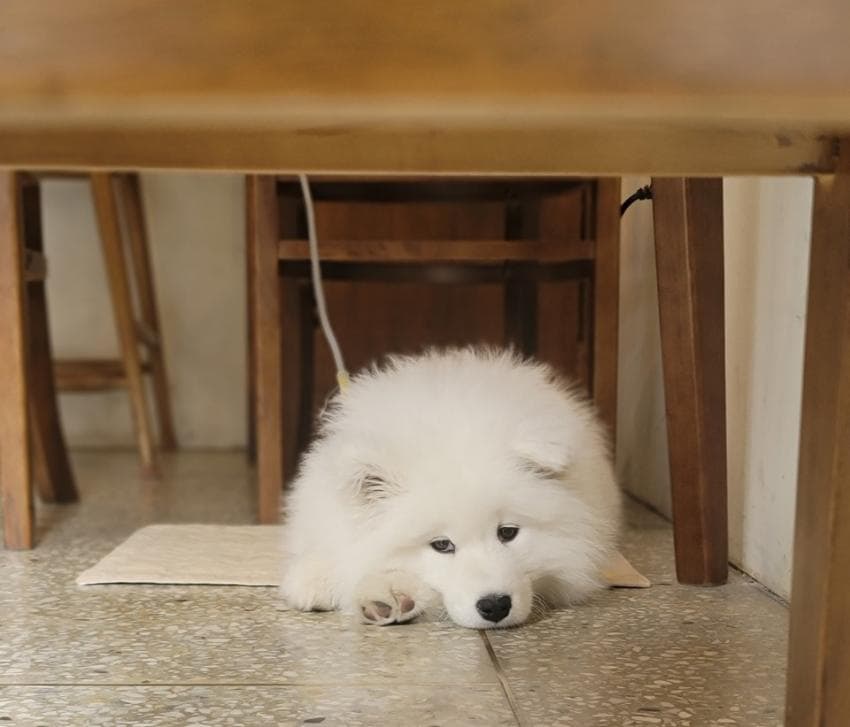 DC Inside 이미지 8