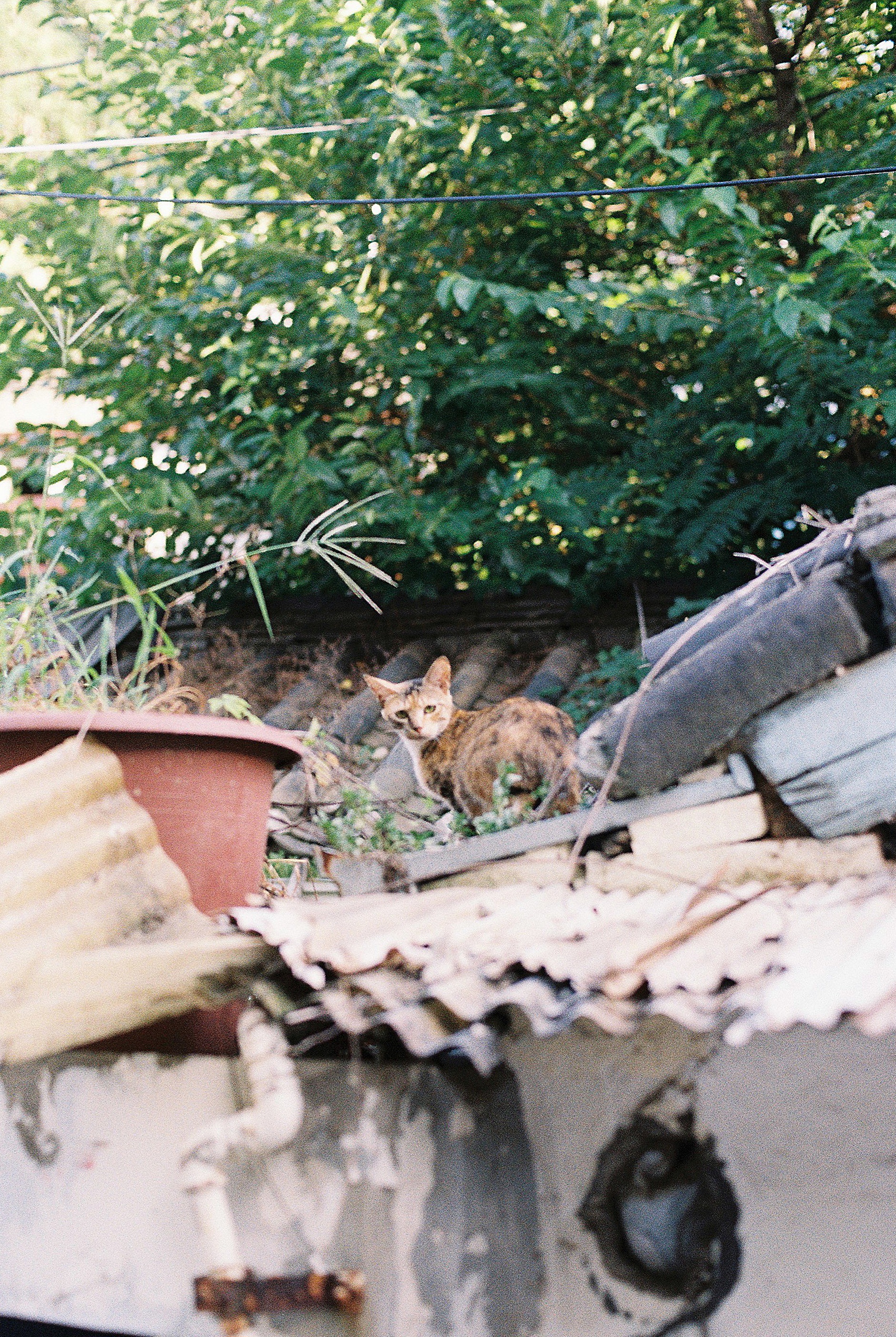 DC Inside 이미지 12