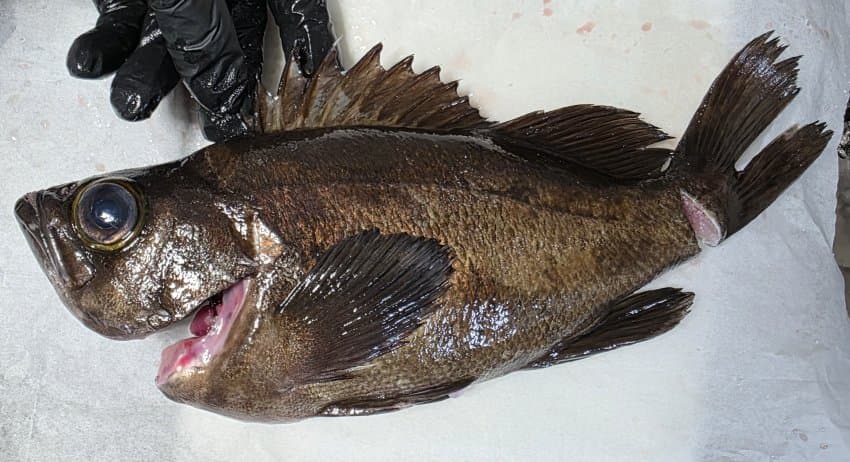 DC Inside 이미지 5