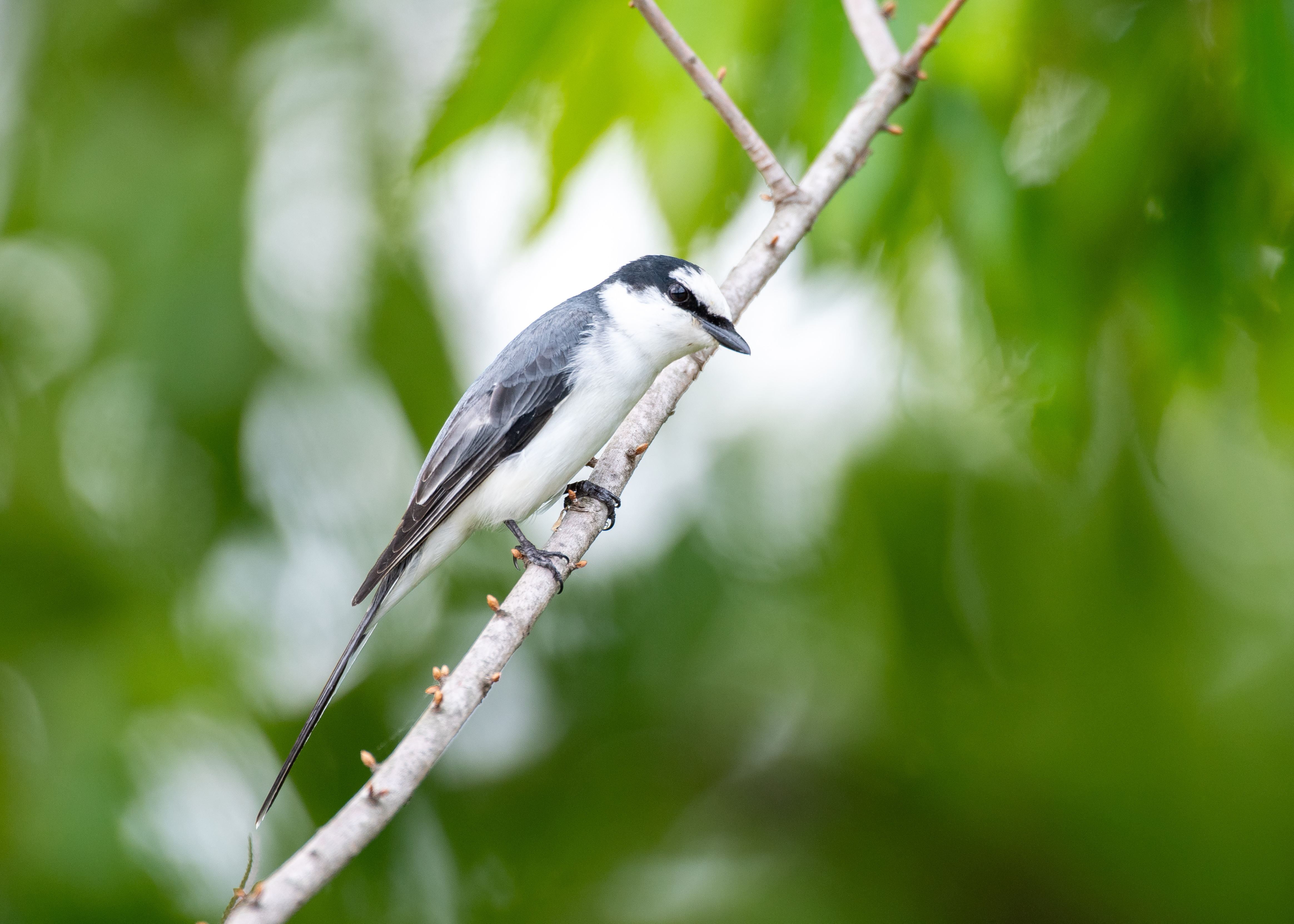 DC Inside 이미지 6