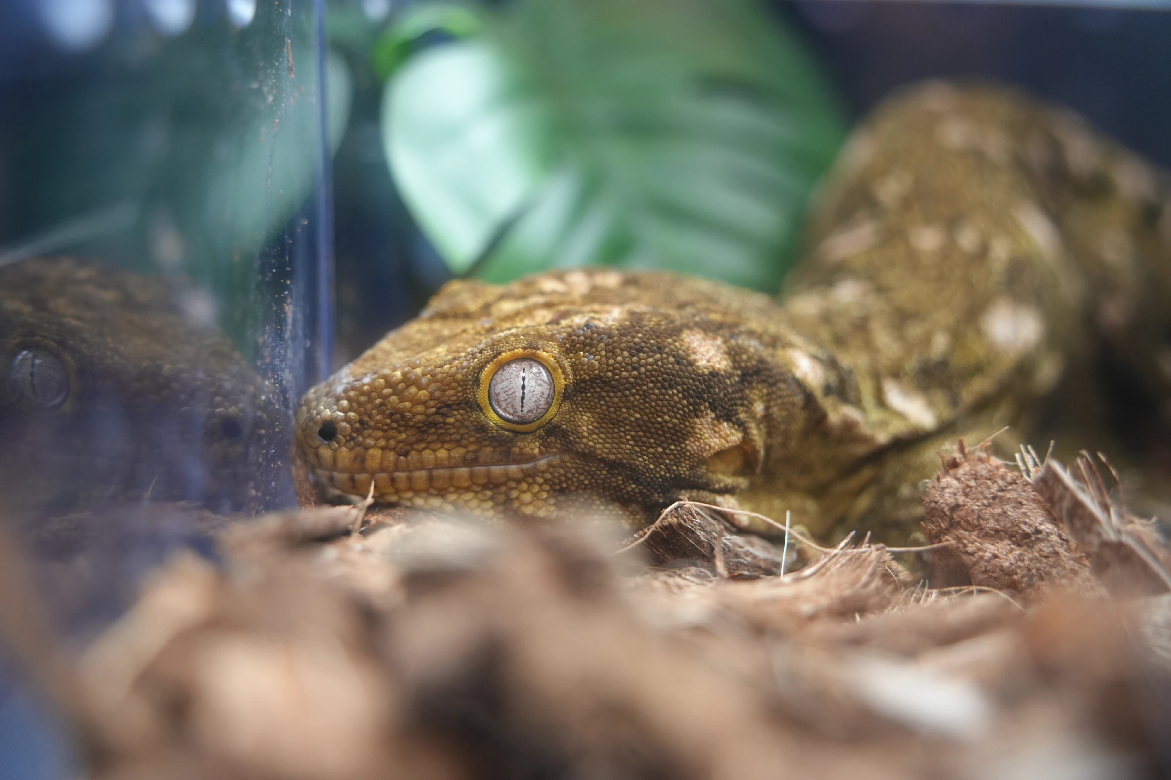 DC Inside 이미지 13