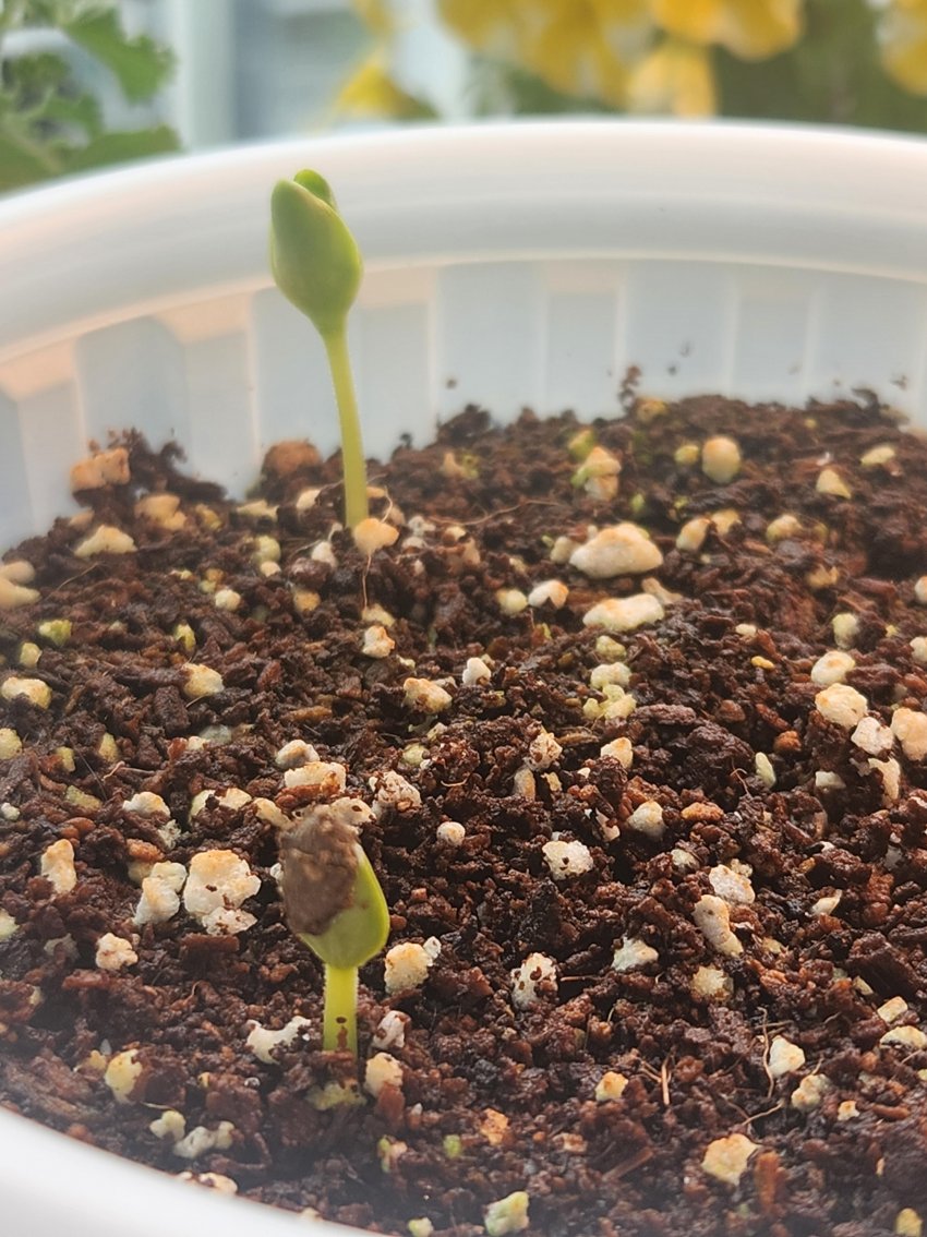 DC Inside 이미지 2