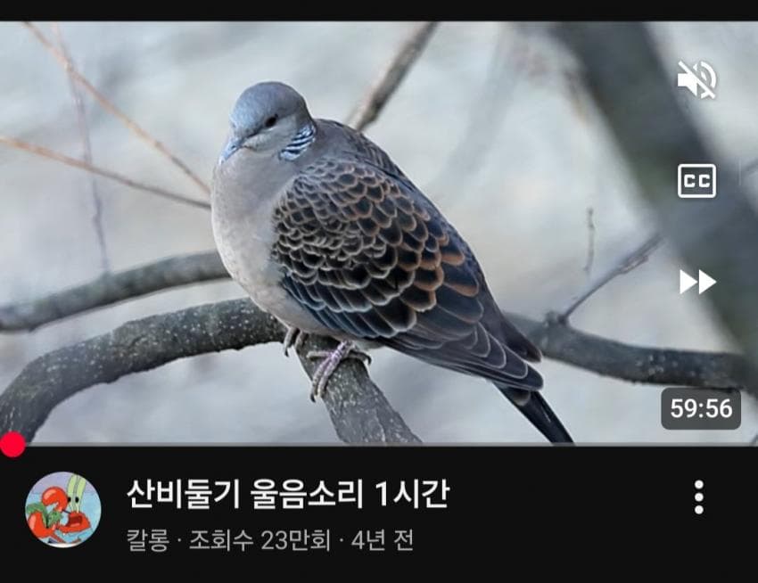 DC Inside 이미지 12