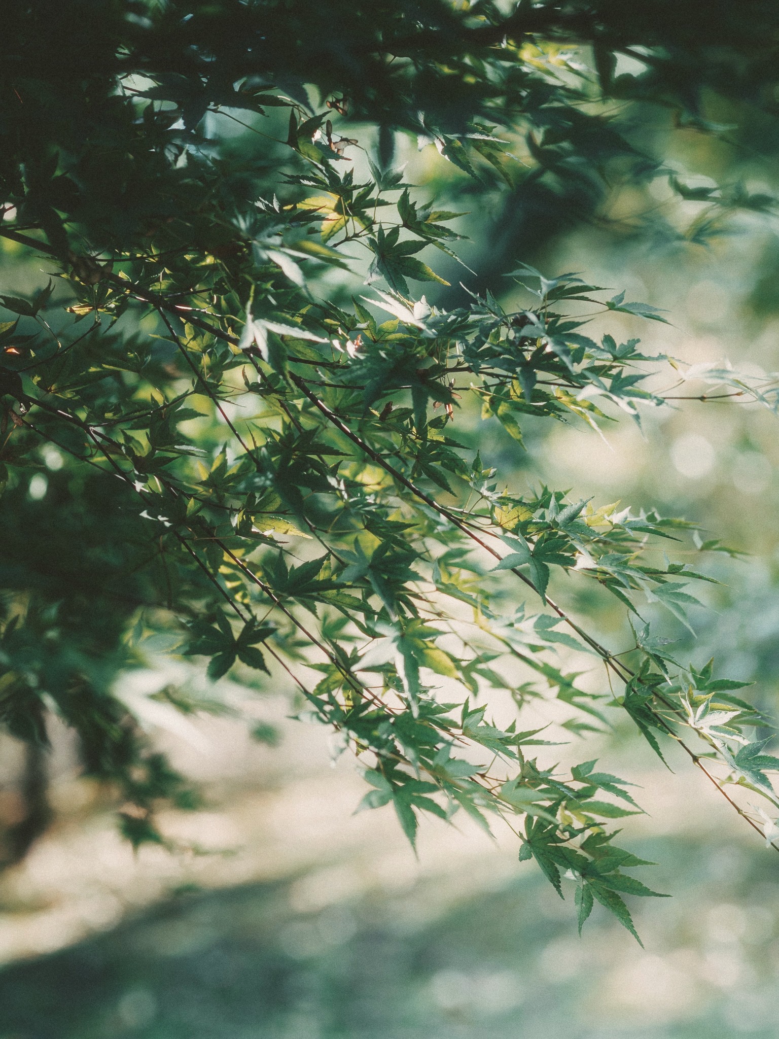 DC Inside 이미지 15