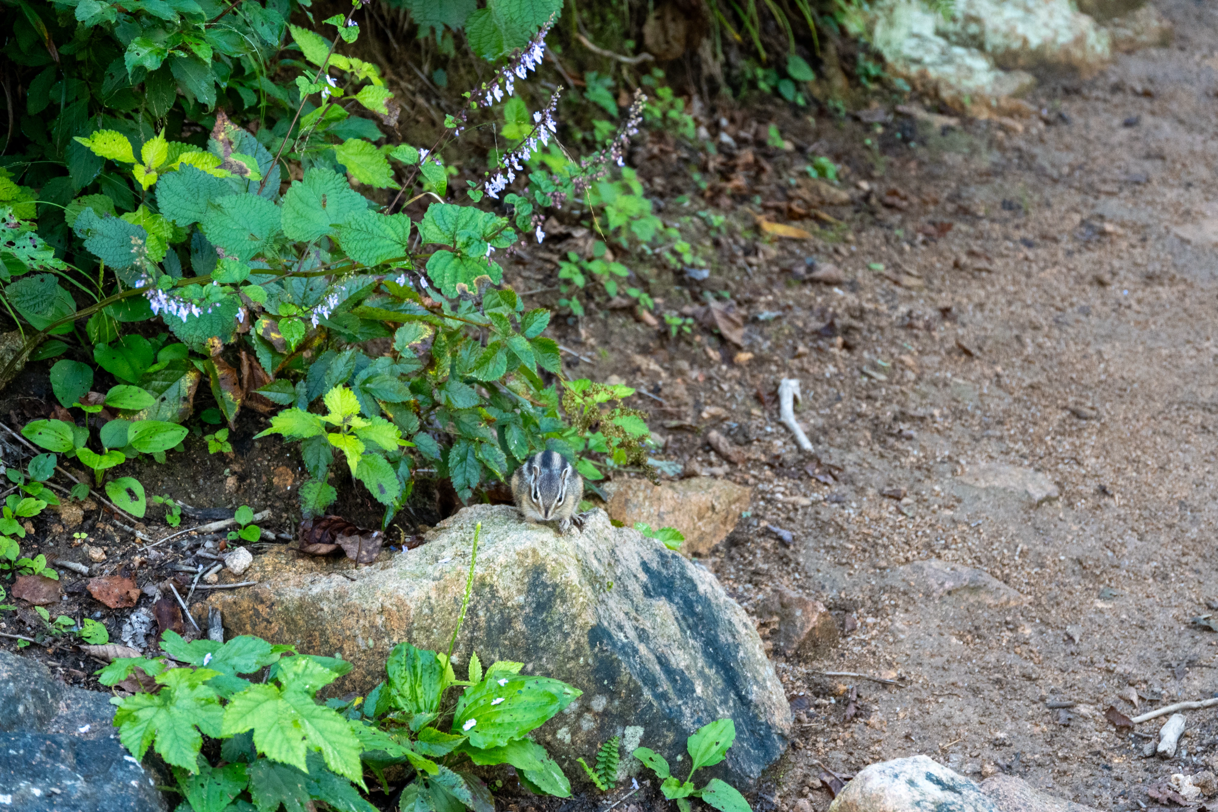 DC Inside 이미지 3