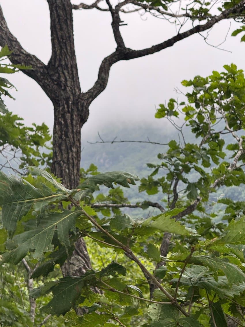 DC Inside 이미지 5