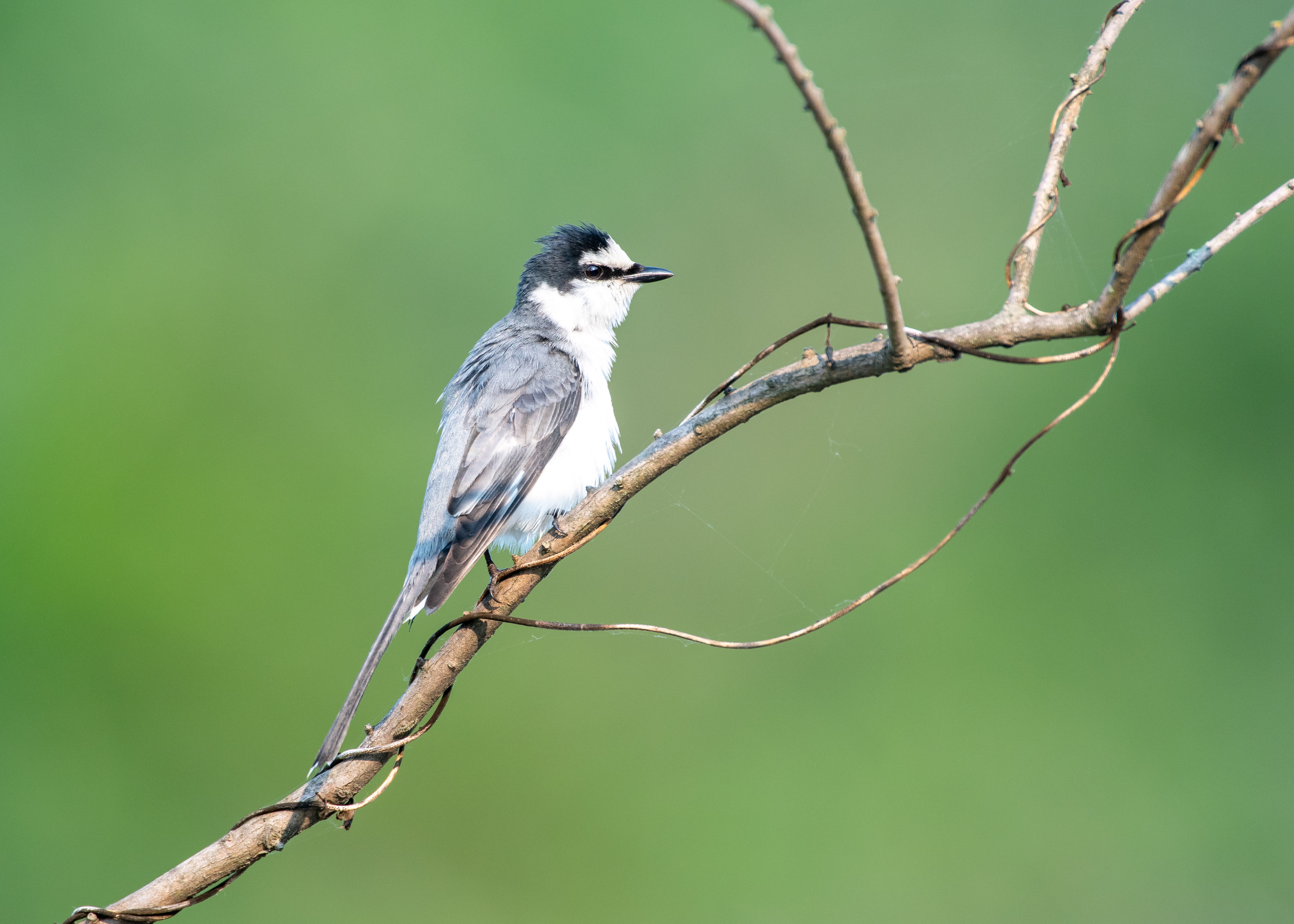 DC Inside 이미지 7