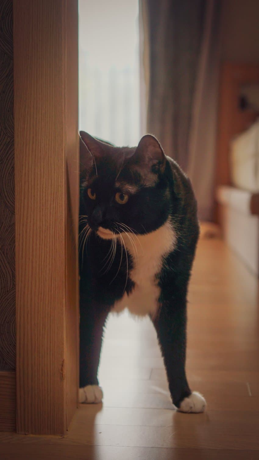 DC Inside 이미지 2