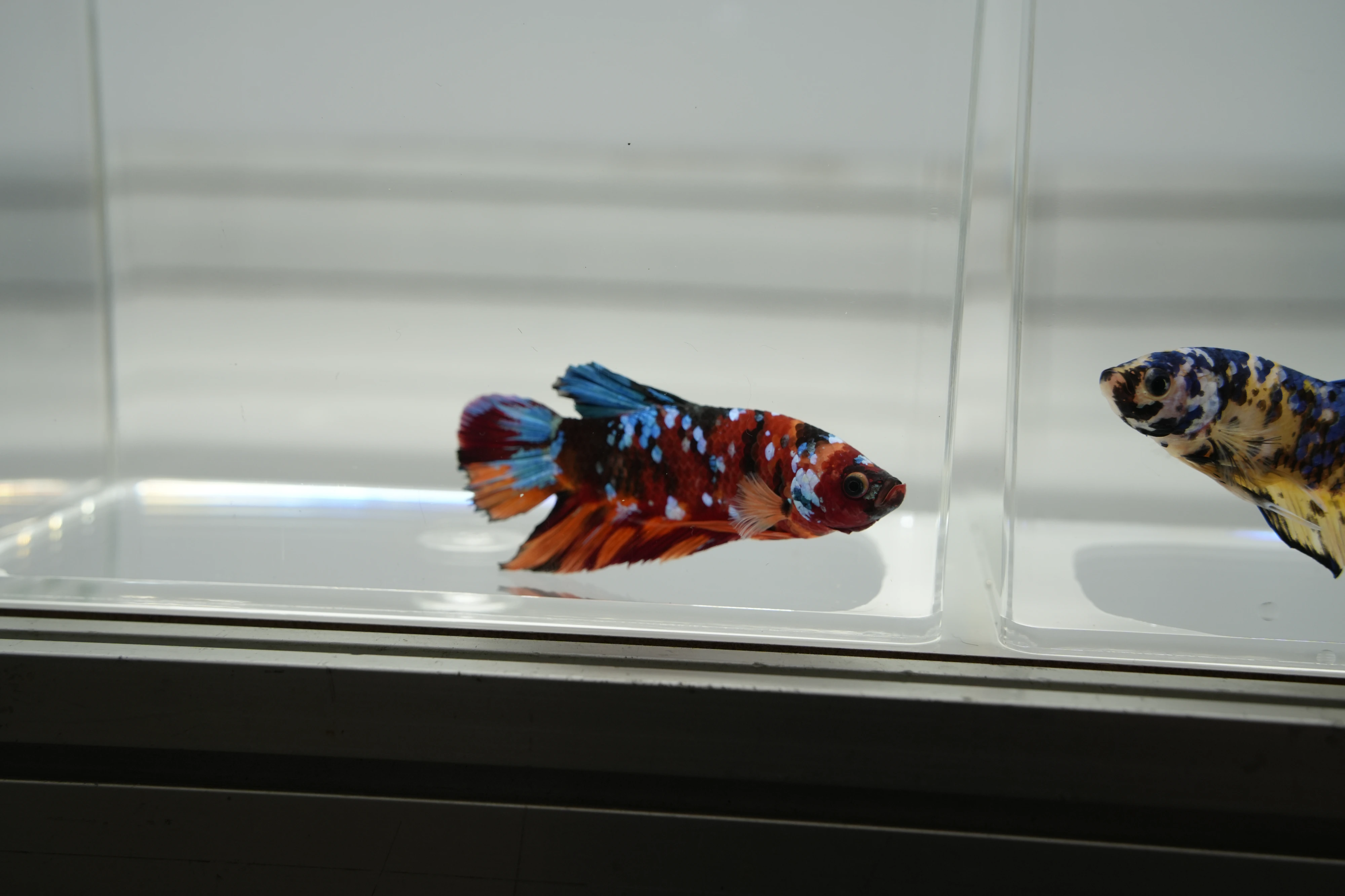 DC Inside 이미지 2